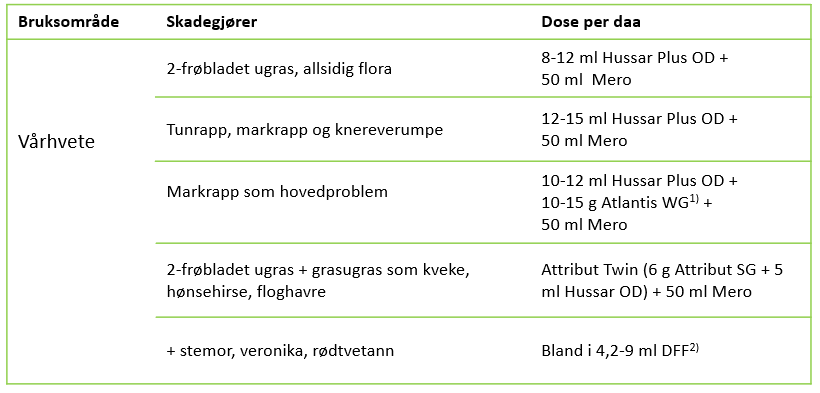 ugras i vårhvete
